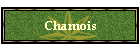 Chamois